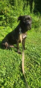 Norman -  Mastiff Dog for Adoption in Chambersburg, Pennsylvania - Norman | PetCurious