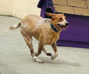 Magdalene (Daisy) -  Mixed Breed Dog for Adoption in West Chester, Pennsylvania - Magdalene (Daisy) | PetCurious