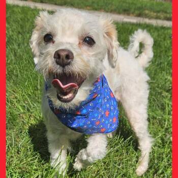 Fiona -  Miniature Poodle and Terrier Dog for Adoption in Livonia, Michigan - Fiona | PetCurious