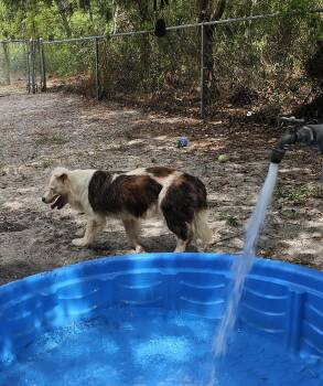 Luna -  Australian Shepherd Dog for Adoption in Brooksville, Florida - Luna | PetCurious