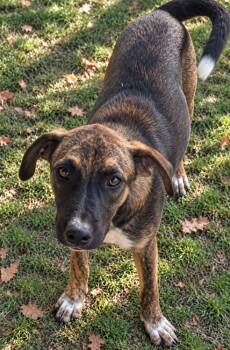 Walnut - mixed nut litter -  Labrador Retriever and Australian Cattle Dog Blue Heeler Dog for Adoption in Horn Lake, Mississippi - Walnut - Mixed Nut Litter | PetCurious