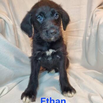 Schnauzer and Mixed Breed Dogs Available for Adoption - Ethan | PetCurious