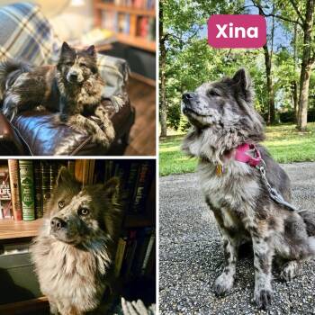Xina -  Chow Chow Dog Available for Adoption in Houston, Texas - Xina | PetCurious