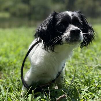Candied Apple -  Mixed Breed and Terrier Dog for Adoption in York, Pennsylvania - Candied Apple | PetCurious