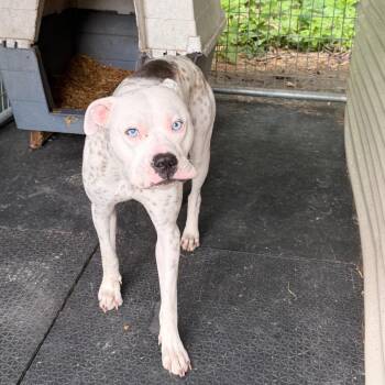 Pit Bull Terrier Dogs Available for Adoption in Evensville, Tennessee - Blue | PetCurious
