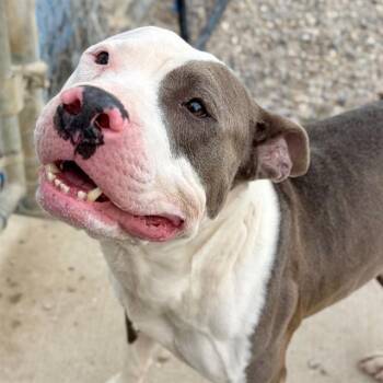 American Staffordshire Terrier Dogs Available for Adoption in Indianapolis, Indiana - LUCA | PetCurious