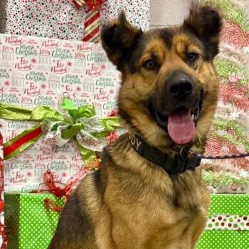 German Shepherd Dog and Mixed Breed Dogs Available for Adoption in Bellingham, Washington - Teddy | PetCurious