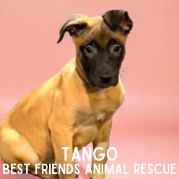 Belgian Shepherd Malinois and Affenpinscher Dogs Available for Adoption in Wasilla, Alaska - Tango | PetCurious