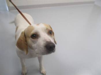 A383627 -  Beagle Dog for Adoption in Ocala, Florida - A383627 | PetCurious