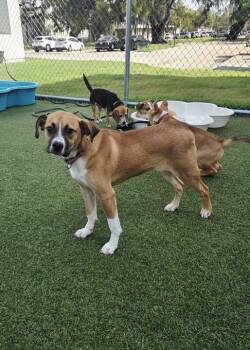 Everest (In Foster) -  Black Mouth Cur Dog Available for Adoption in Elmwood, Louisiana - Everest (In Foster) | PetCurious