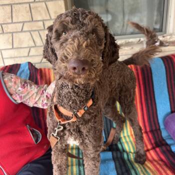 Poodle Dogs Available for Adoption - Comet | PetCurious