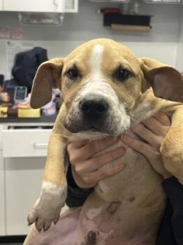 Rescue Mixed Breed Dogs for Adoption in West Chester, Pennsylvania - Buddy The Elf | PetCurious