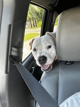 Pit Bull Terrier and Mixed Breed Dogs Available for Adoption in Kansas City, Missouri - Aberdeen | PetCurious