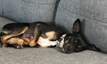 Chihuahua and Miniature Pinscher Dogs Available for Adoption in Missouri City, Texas - Mazie Jane BL14319-T  LOCAL Adoption Event In Bellingham 4/25 | PetCurious