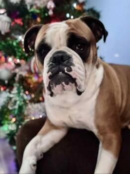 Rescue English Bulldog Dogs for Adoption in Crystal City, Manitoba - Penny | PetCurious
