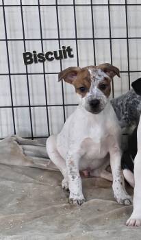 Australian Cattle Dog Blue Heeler and Pit Bull Terrier Dogs Available for Adoption - Biscuit  | PetCurious