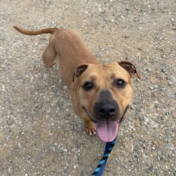 Palma -  Pit Bull Terrier Dog for Adoption in Phoenixville, Pennsylvania - Palma | PetCurious