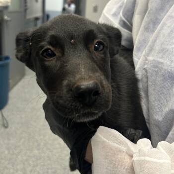 Stacey -  Mixed Breed Dog for Adoption in Greenville, South Carolina - Stacey | PetCurious