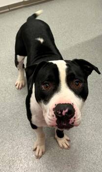 Bruno -  Mixed Breed Dog for Adoption in Moundsville, West Virginia - Bruno | PetCurious