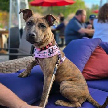 Lizzy -  Mixed Breed Dog for Adoption in Highland, New York - Lizzy | PetCurious