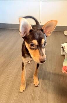 Gonzo -  Chihuahua Dog for Adoption in Winter Garden, Florida - Gonzo | PetCurious