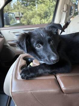 Lenny -  Australian Shepherd and Border Collie Dog for Adoption in Springville, New York - Lenny | PetCurious
