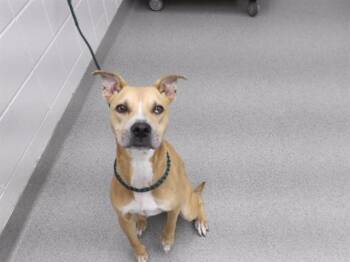 GRACIOUS -  Boxer and Mixed Breed Dog for Adoption in Omaha, Nebraska - GRACIOUS | PetCurious