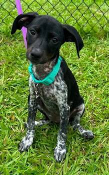 Tessa -  Hound Dog for Adoption in Tarrytown, Georgia - Tessa | PetCurious