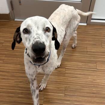 Hank -  Mixed Breed Dog for Adoption in Sarasota, Florida - Hank | PetCurious