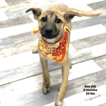 Labrador Retriever Dogs Available for Adoption in Brookshire, Texas - Bee - Local April 24-26 | PetCurious