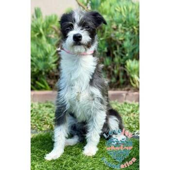 Terrier Dogs Available for Adoption in Inglewood, California - Sallie Mae | PetCurious