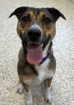 Jerzey -  Hound Dog for Adoption in Ocean City, New Jersey - Jerzey | PetCurious