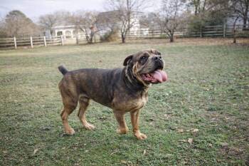 Cane Corso Dogs Available for Adoption - Jimmy Pig | PetCurious