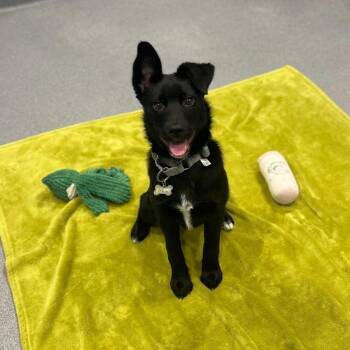 Mixed Breed Dogs Available for Adoption in Columbus, Ohio - Moe | PetCurious