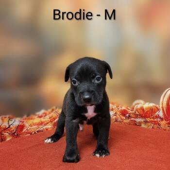 Brodie -  Labrador Retriever and Mixed Breed Dog for Adoption in Griswold, Connecticut - Brodie | PetCurious