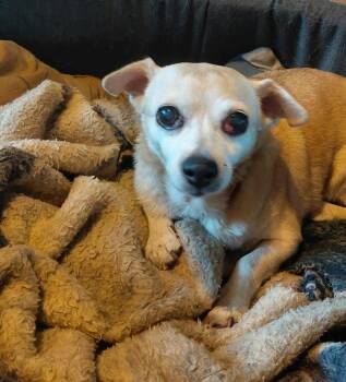 Reese -  Chihuahua and Mixed Breed Dog for Adoption in Sun Prairie, Wisconsin - Reese | PetCurious