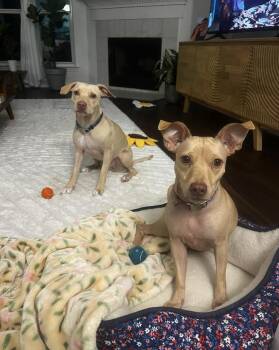 Rescue Chihuahua Dogs for Adoption in Pflugerville, Texas - Tika & Sizzy | PetCurious