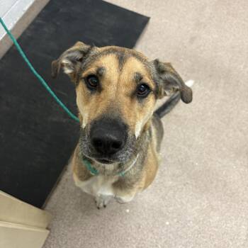 Winnie -  Shepherd and Mixed Breed Dog for Adoption in Ardmore, Oklahoma - Winnie | PetCurious