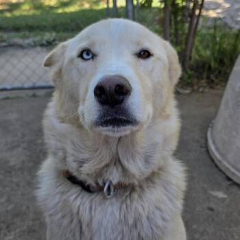 Loki -  Husky Dog for Adoption in Tulsa, Oklahoma - Loki | PetCurious