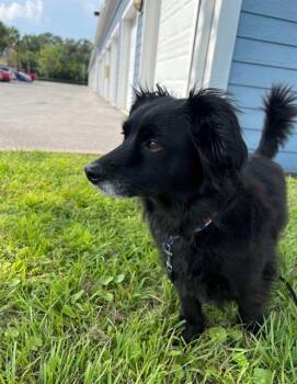 Dachshund and Yorkshire Terrier Dogs Available for Adoption - MACI | PetCurious