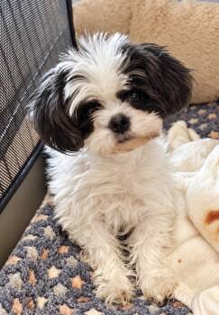 MISTY -  Shih Tzu Dog for Adoption in Grand Prairie, Texas - MISTY | PetCurious