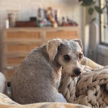 Matilda -  Terrier Dog for Adoption in New York, New York - Matilda | PetCurious