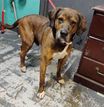 Hound and Boxer Dogs Available for Adoption in New Lexington, Ohio - Tully #75 | PetCurious