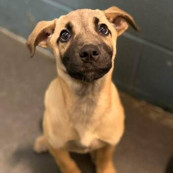 Darwin -  German Shepherd Dog Dog for Adoption in Cedarburg, Wisconsin - Darwin | PetCurious