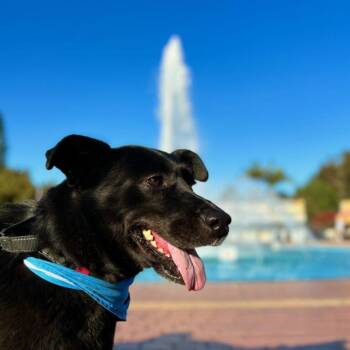 Osa -  Shepherd Dog for Adoption in San Diego, California - Osa | PetCurious