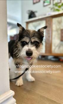 REGGIE -  Miniature Schnauzer and Beagle Dog for Adoption in Toronto, Ontario - REGGIE | PetCurious