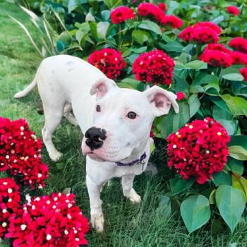 Rescue Boxer and Pit Bull Terrier Dogs for Adoption in Fort Worth, Texas - Viva | PetCurious