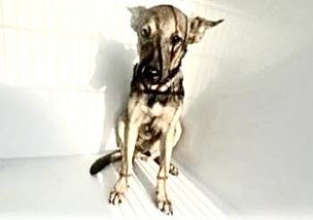 A661225 -  Belgian Shepherd Malinois and German Shepherd Dog Dog for Adoption in Houston, Texas - A661225 | PetCurious