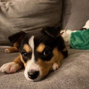 Mixed Breed Dogs Available for Adoption - Becky Pending Adoption | PetCurious