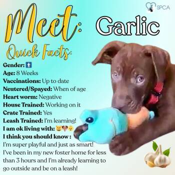 Labrador Retriever Dogs Available for Adoption - Garlic | PetCurious